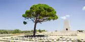 Anzac Lone Pine Memorial featuring a single pine tree amongst white grave markers