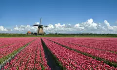 Field of pink tulips in front of a typical Dutch windmill