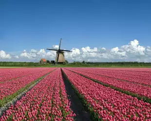 Field of pink tulips in front of a typical Dutch windmill